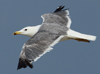 Larus armenicus